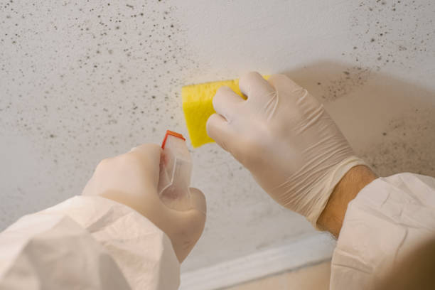 Mold Documentation for Insurance Claims in Montrose Ghent, OH